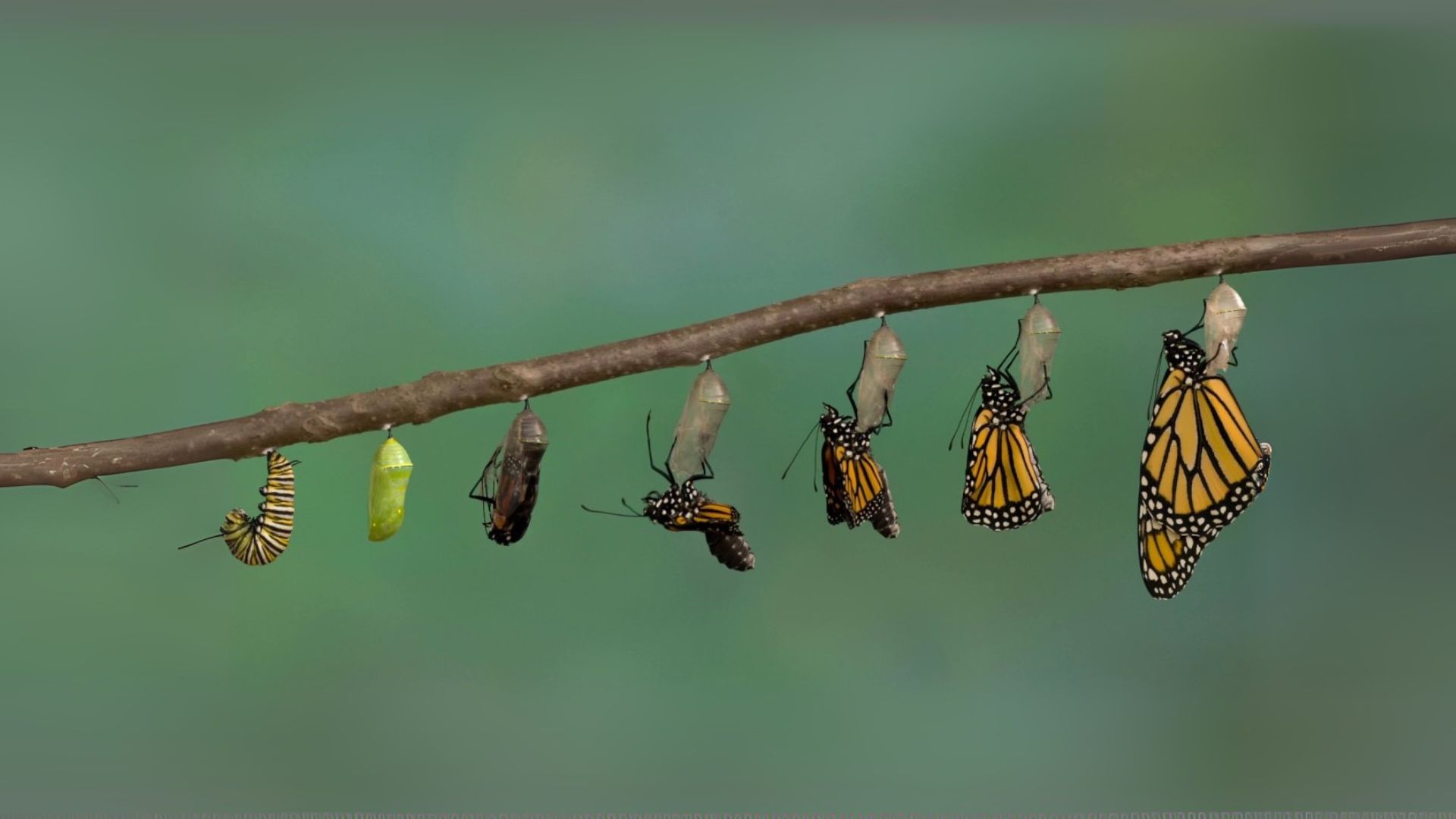 Portada de El Vuelo de las Mariposas
